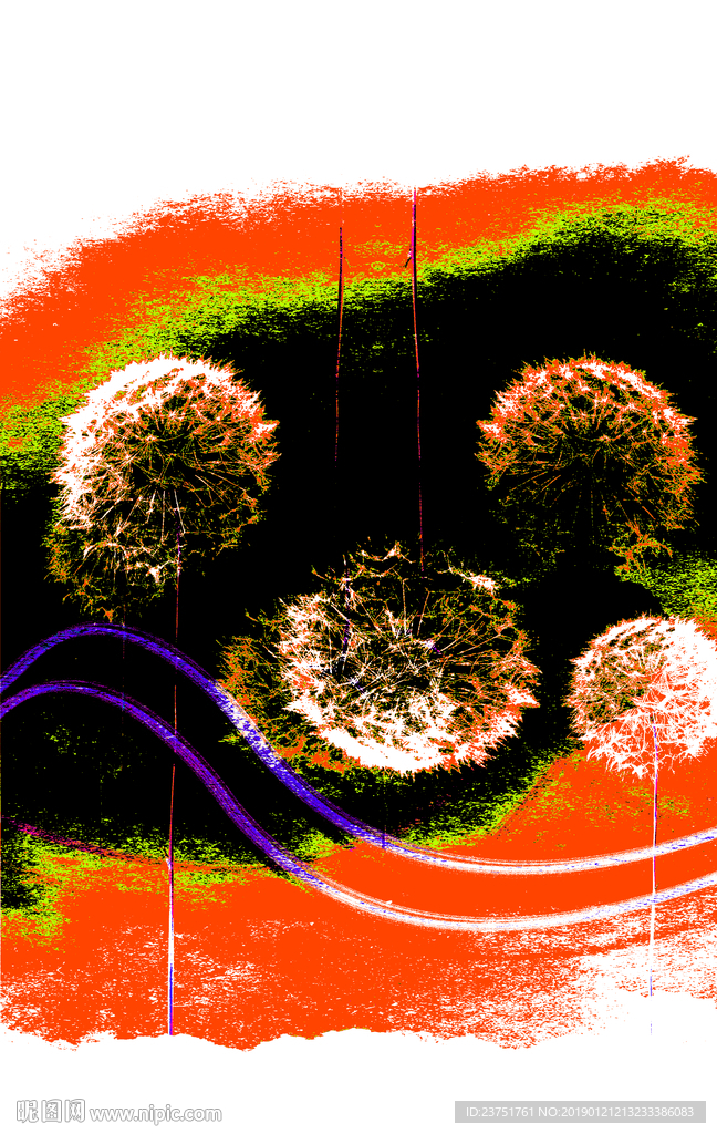 蒲公英
