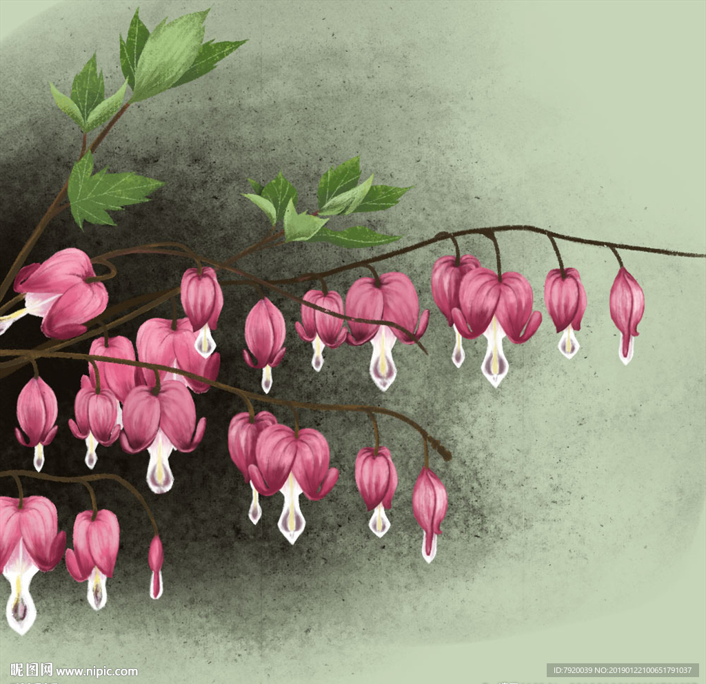 灯笼花