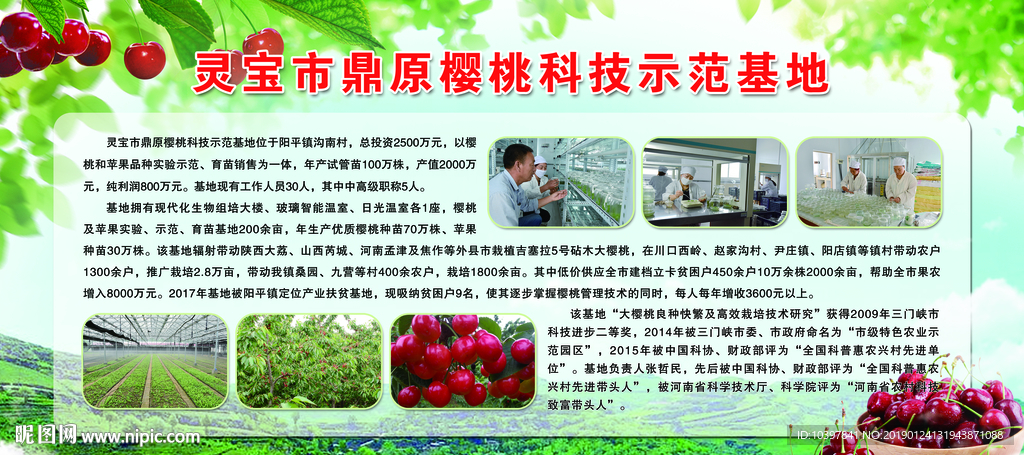 樱桃示范基地