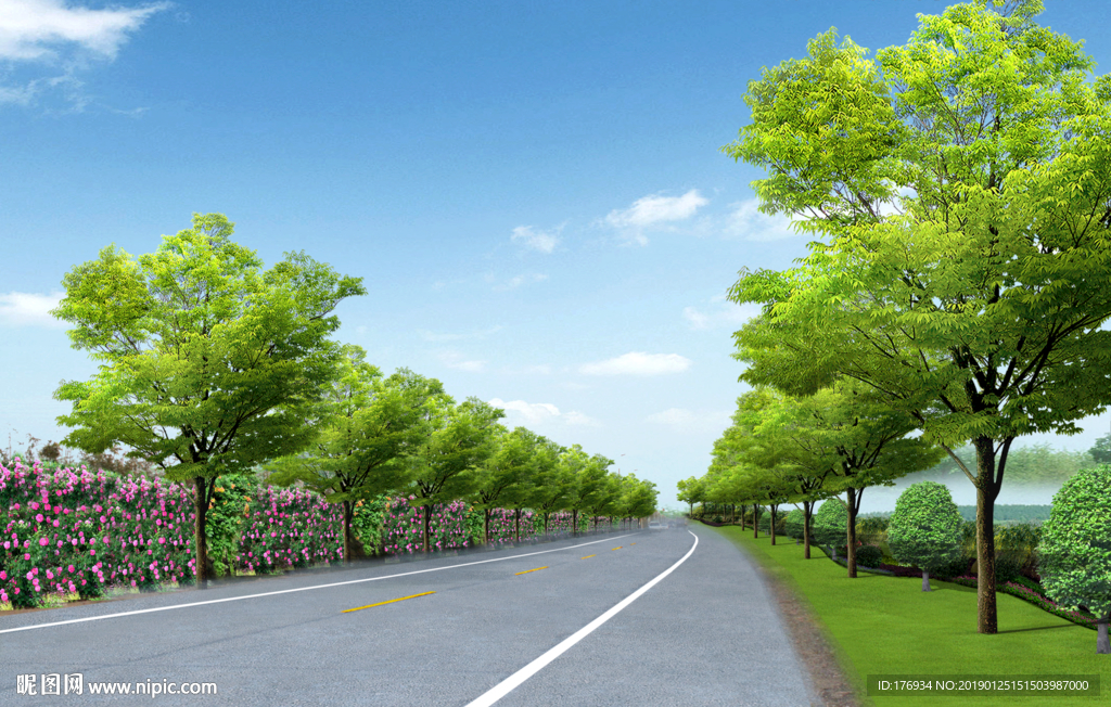 双向两车道榉树行道树布置景观