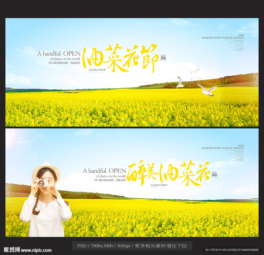 油菜花