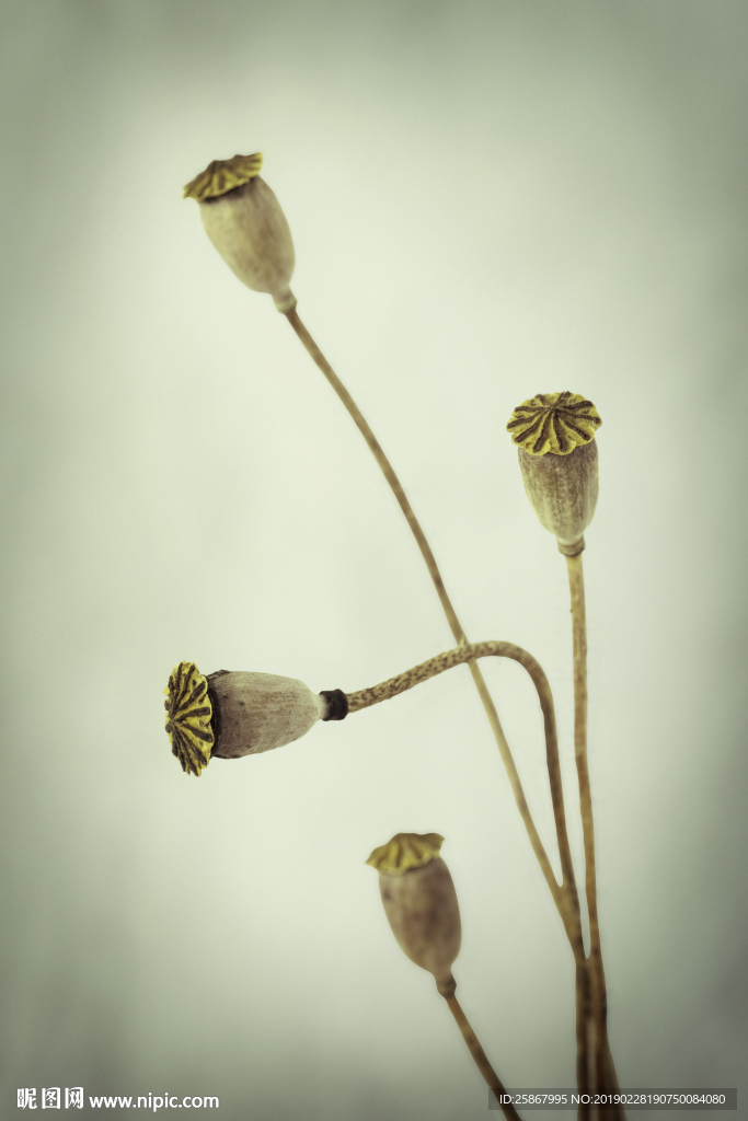 新中式荷花装饰画