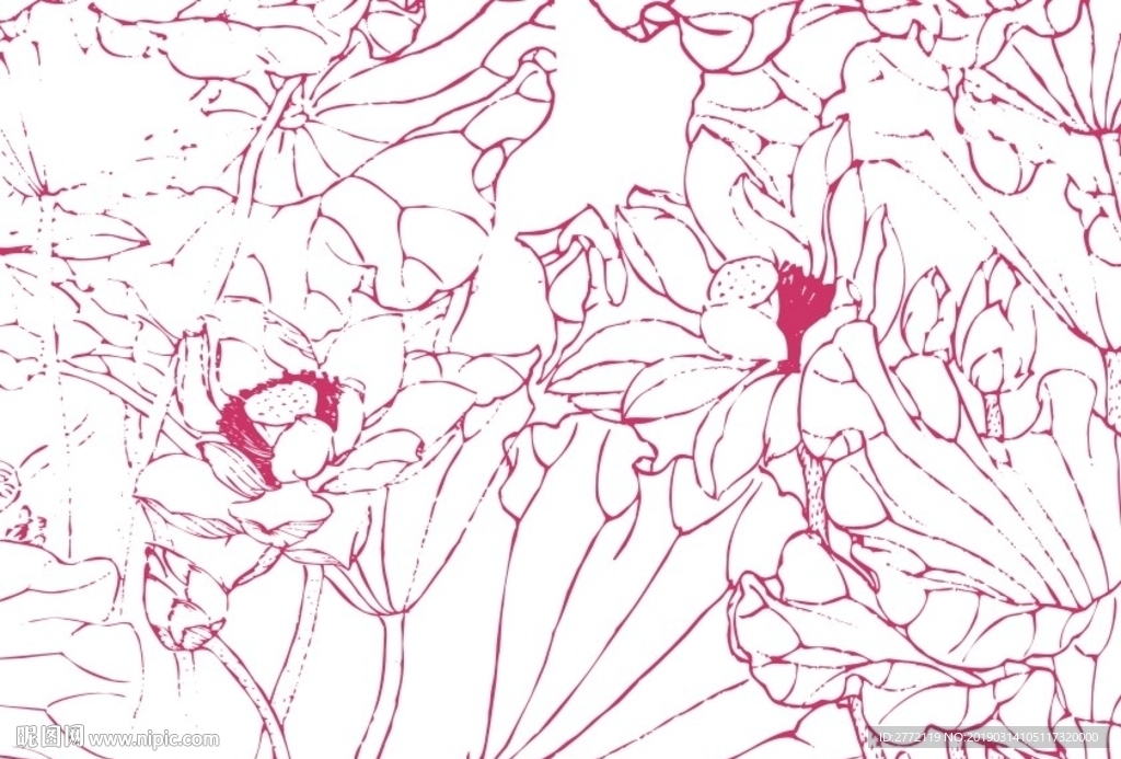红颜荷花子-手描画