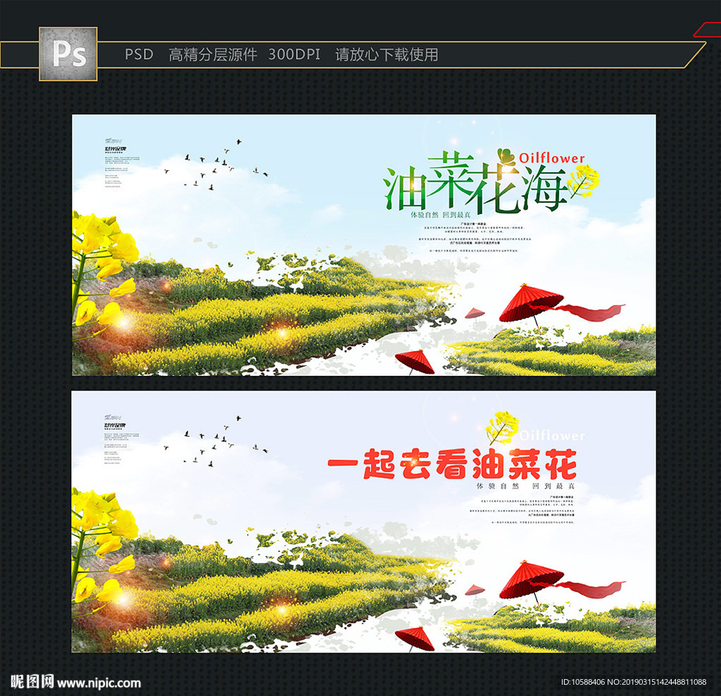油菜花