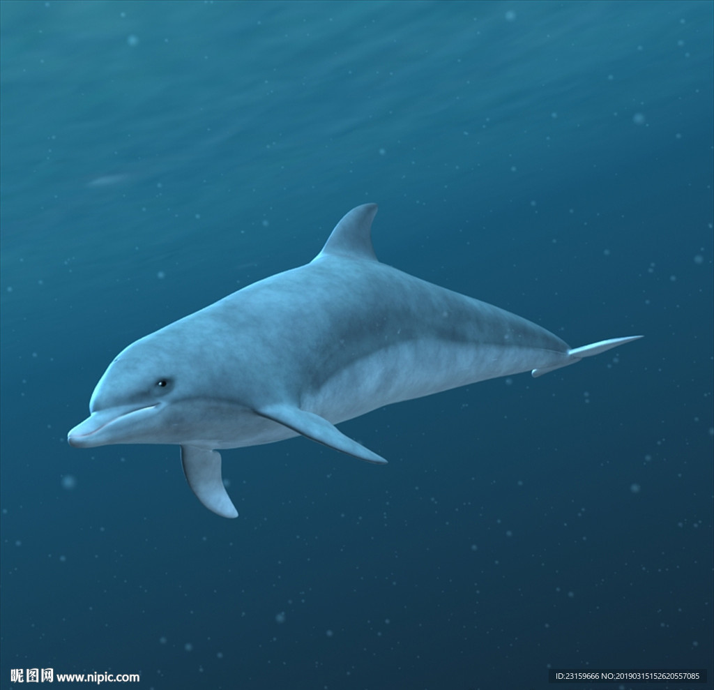 海豚3d模型含c4d