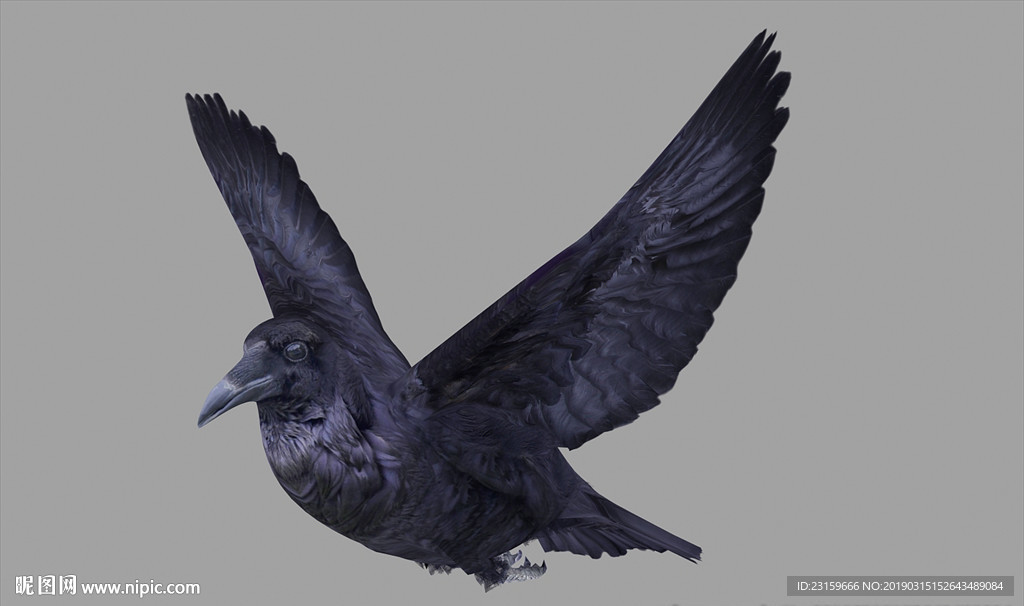 乌鸦绑定动作模型含c4d