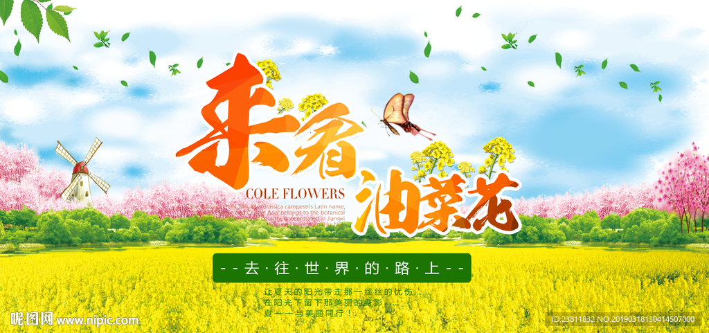 油菜花
