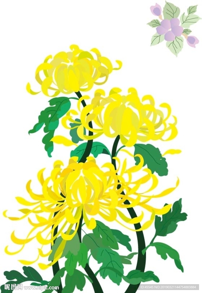 矢量菊花