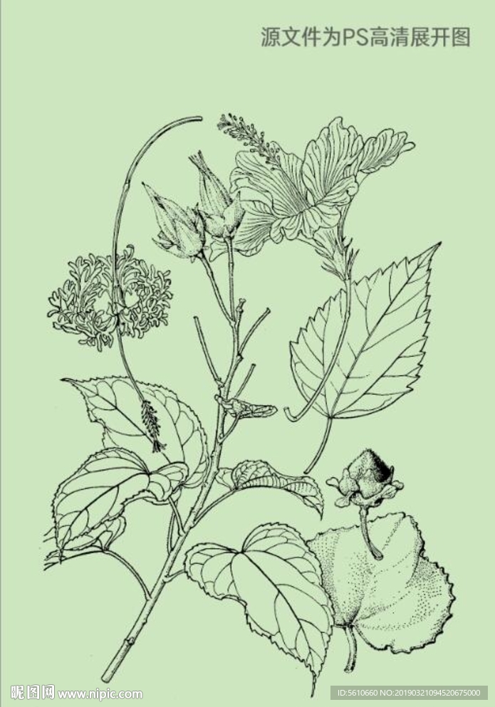 滇南芙蓉