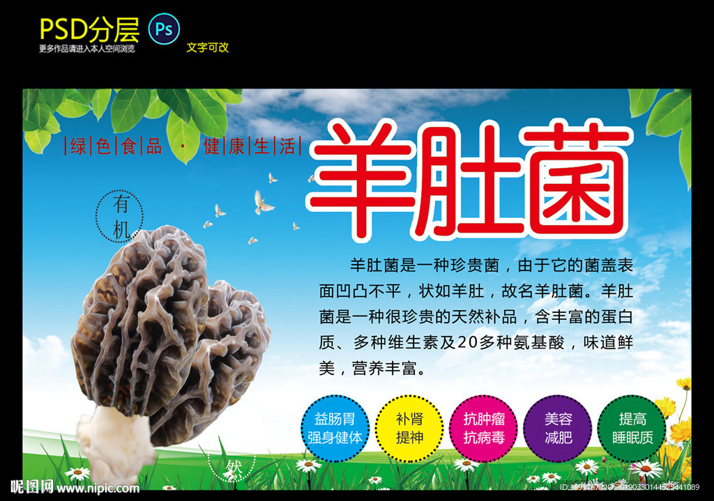 羊肚菌