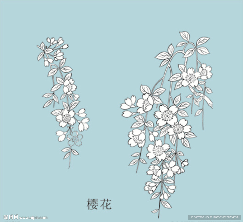 樱花线描 樱花白描 樱花素描