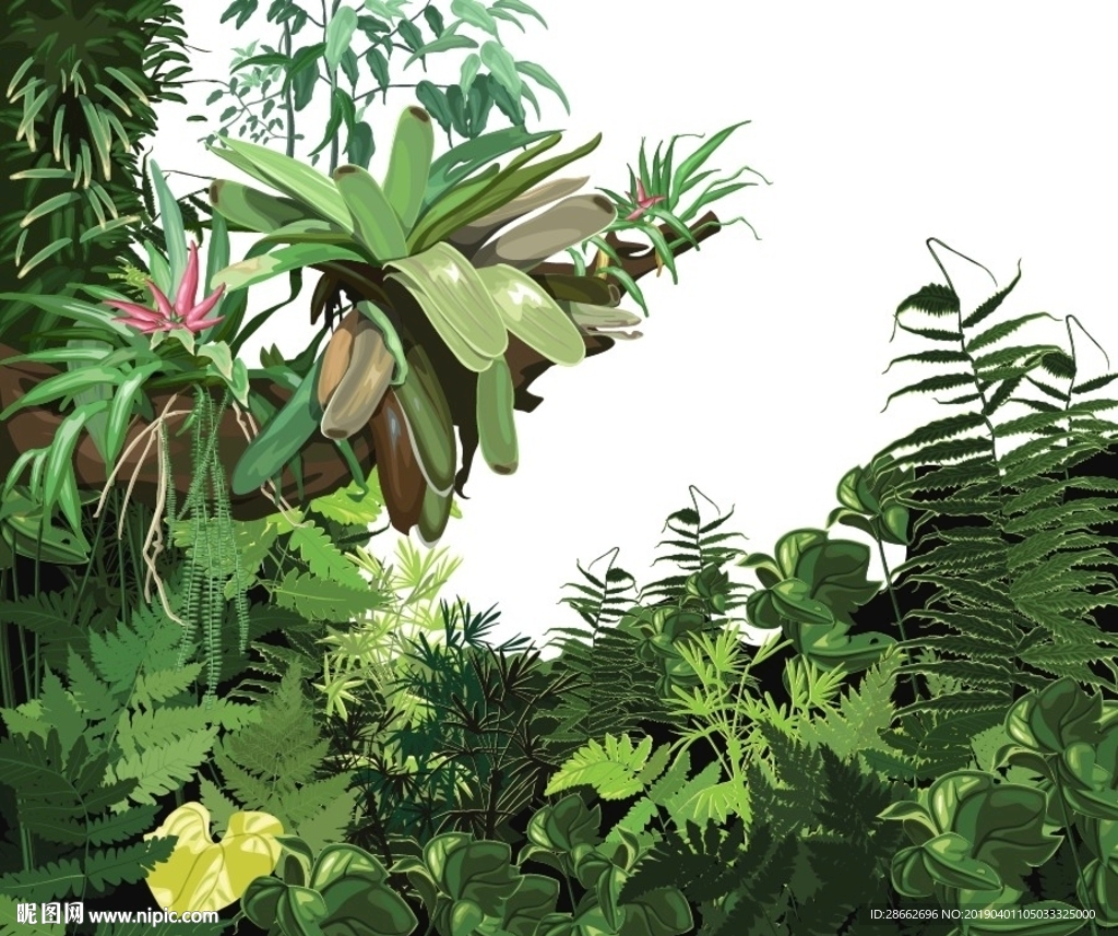 花草植物插画插图