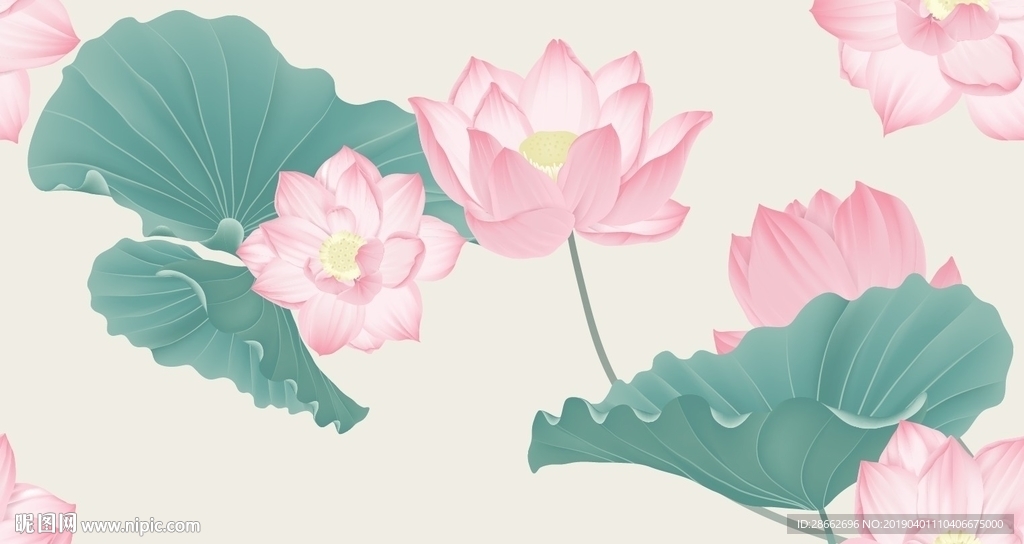 荷花插画插图