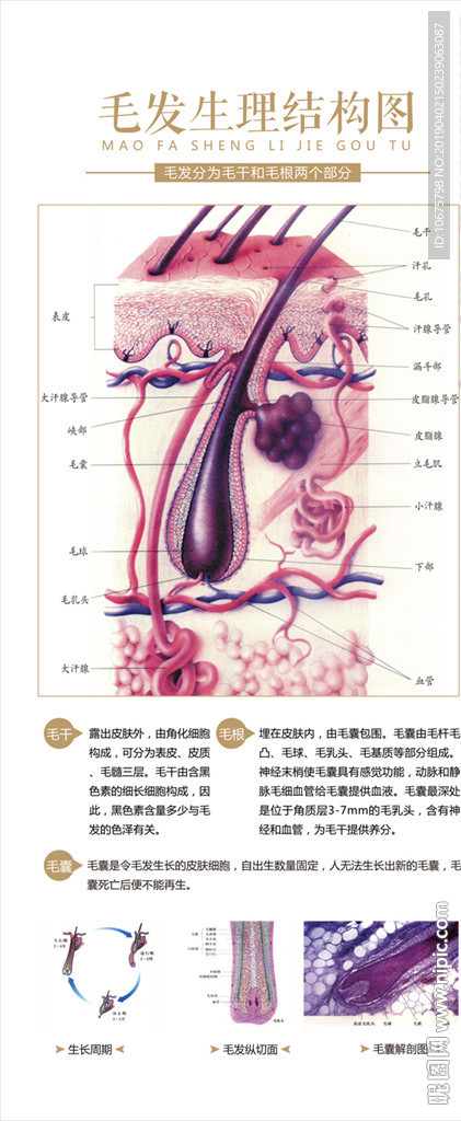 毛发生理结构