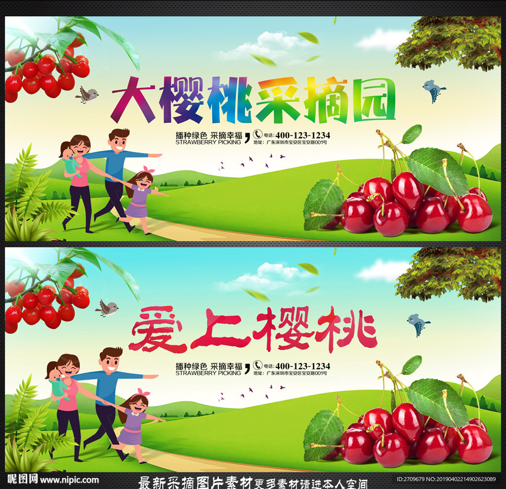 樱桃采摘