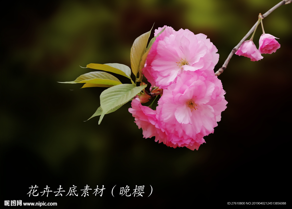 樱花素材