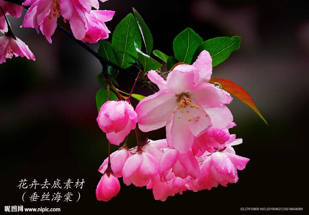 海棠花素材