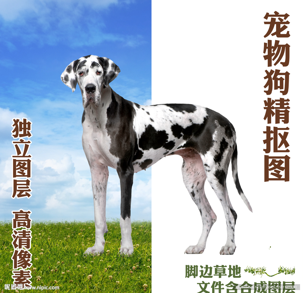 斑点犬