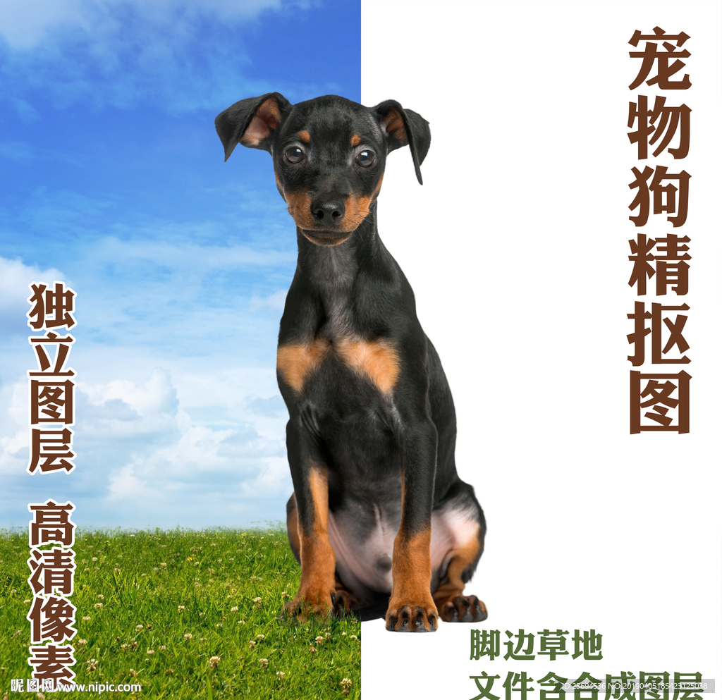 杜宾犬