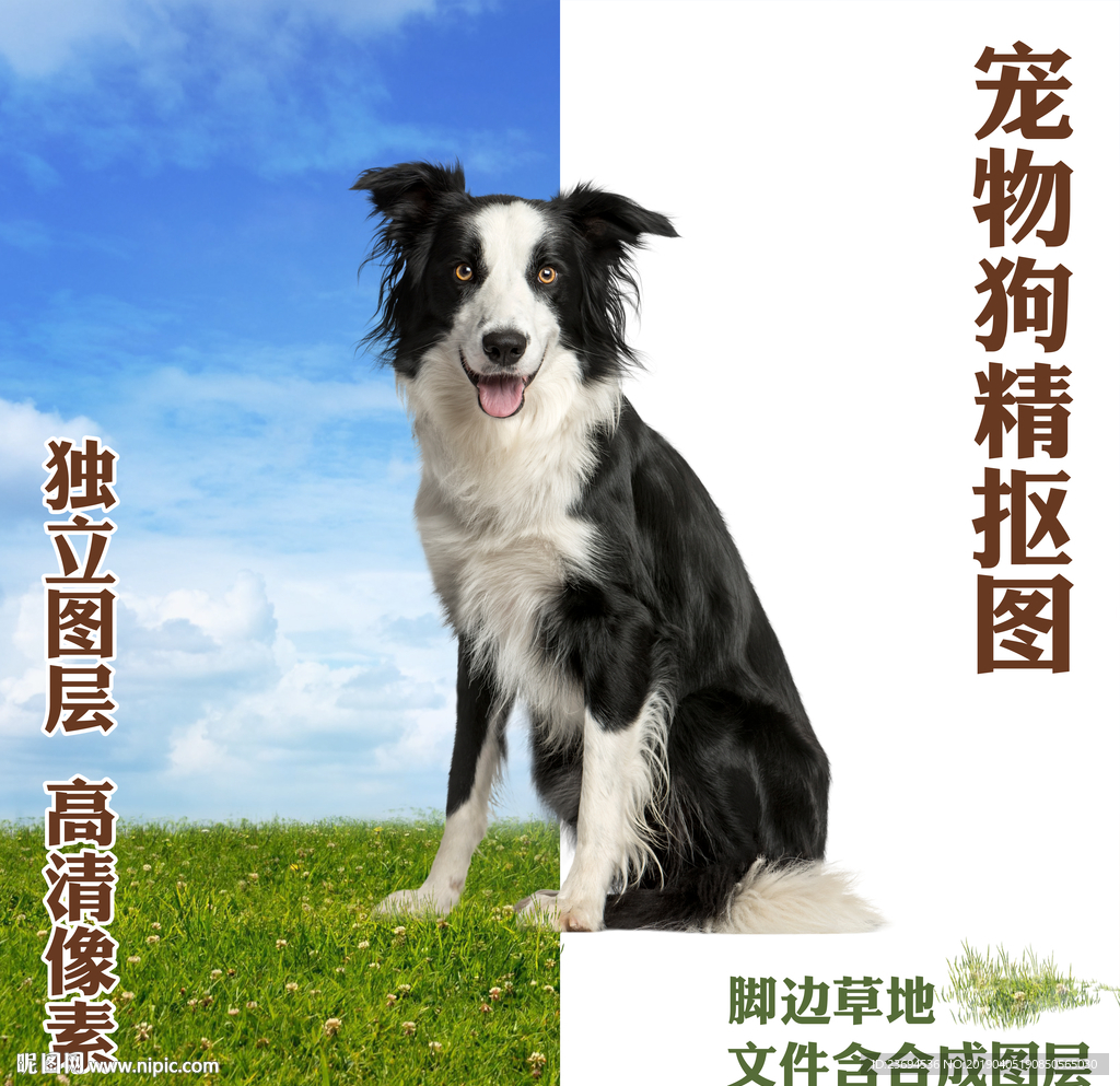边境牧羊犬