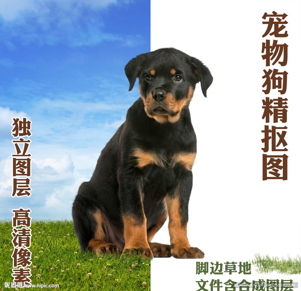 狗