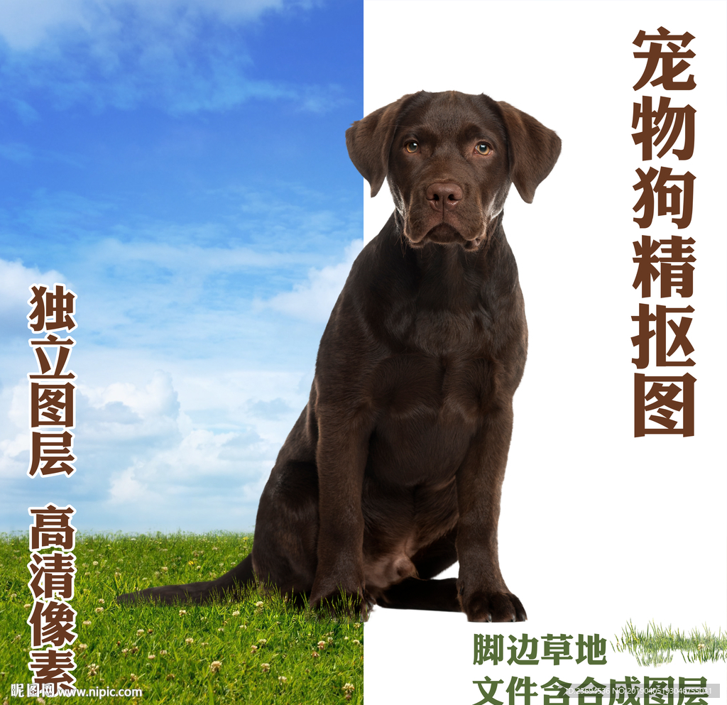 威玛猎犬