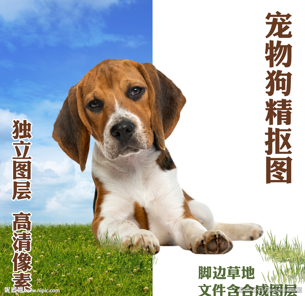 比格犬