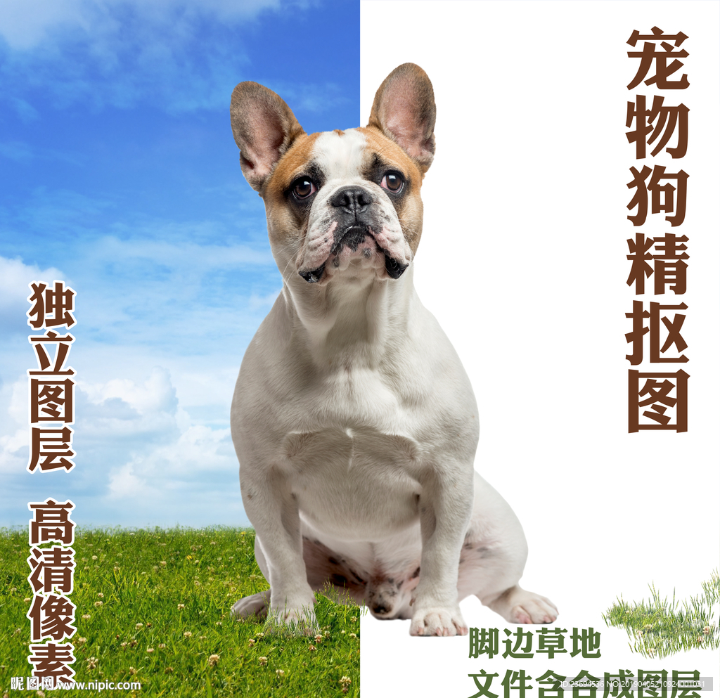 波士顿梗犬
