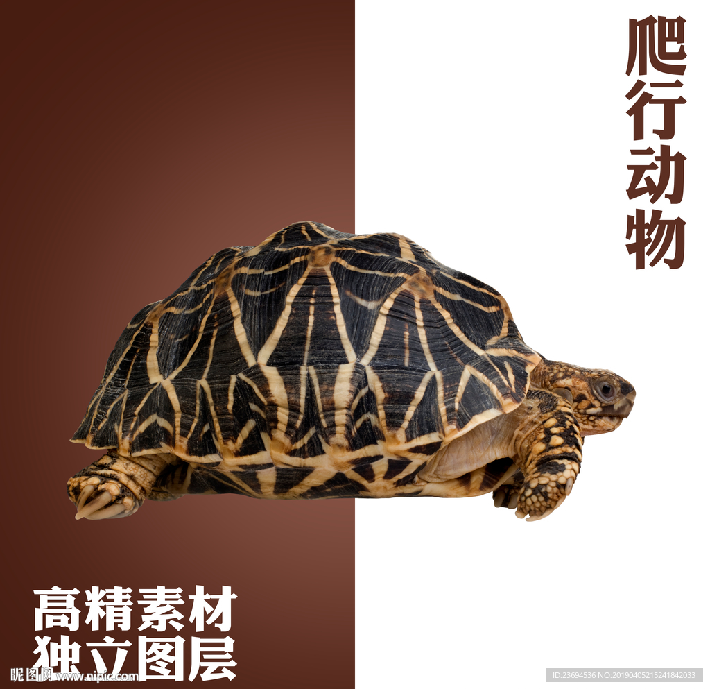 鳄龟