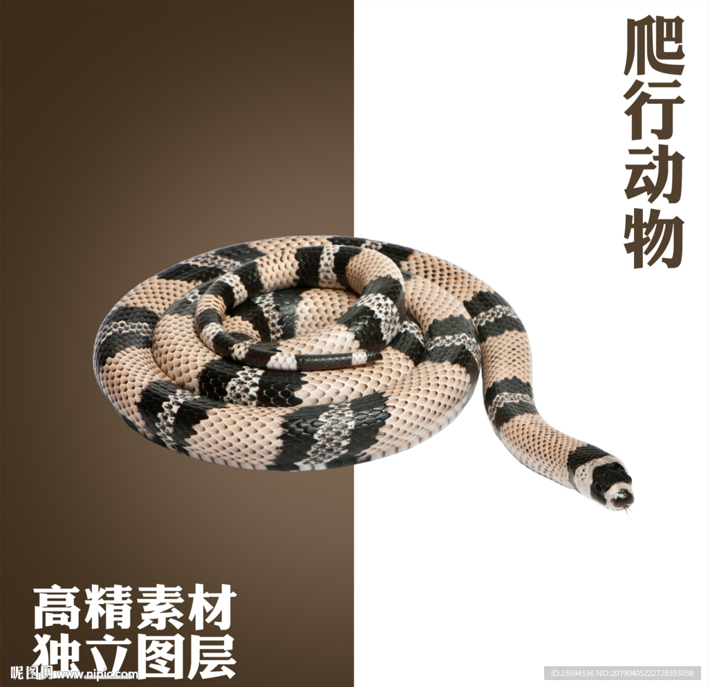 蛇