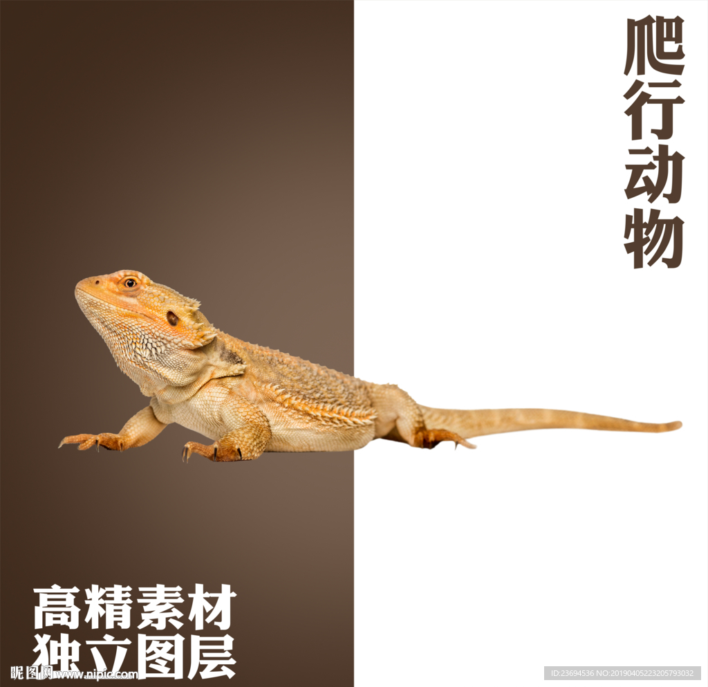 蜥蜴