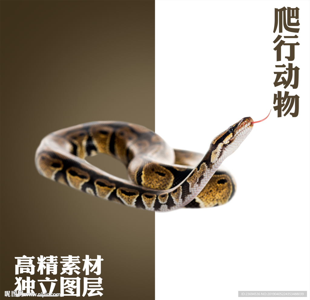 蛇