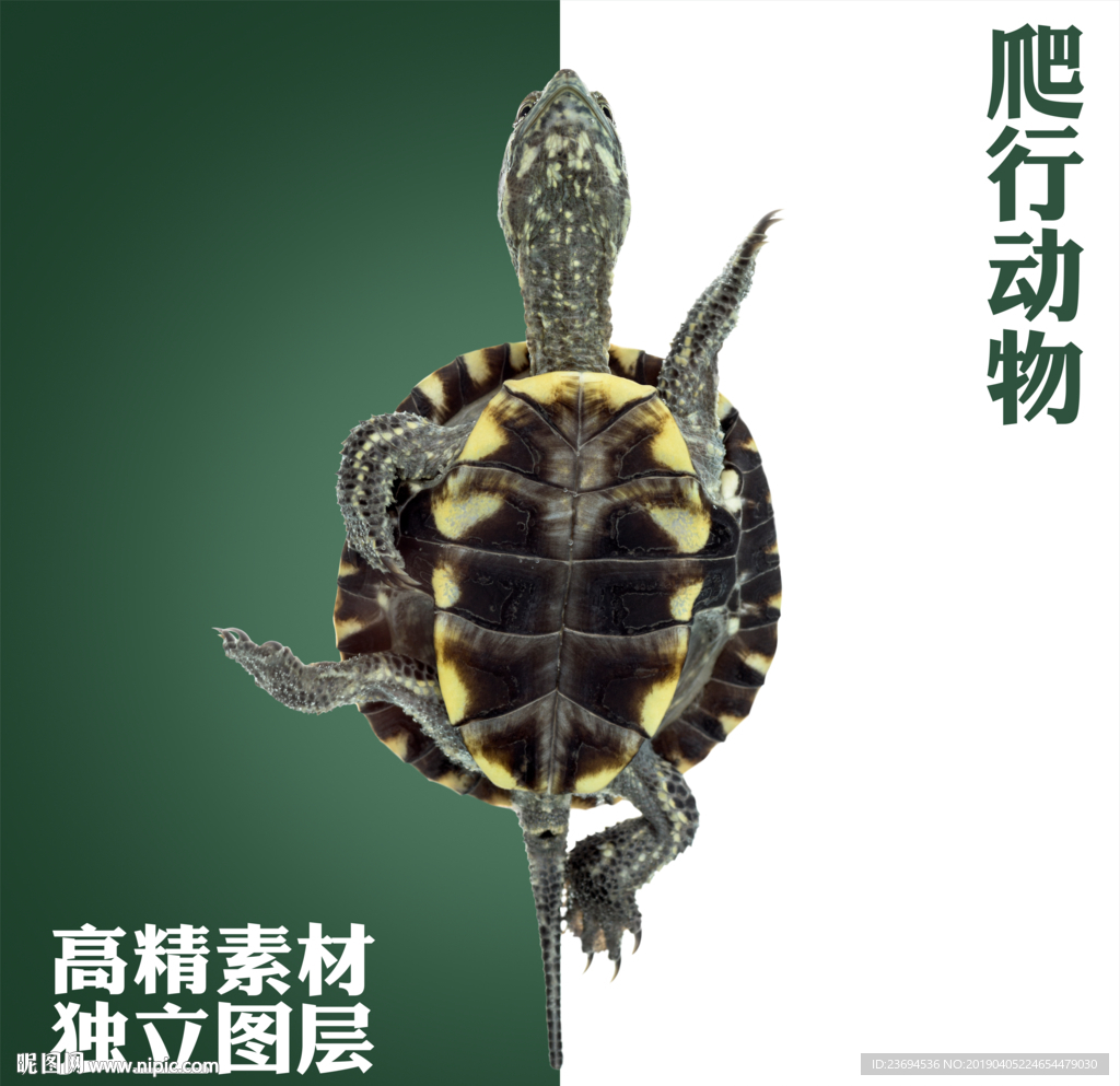 龟