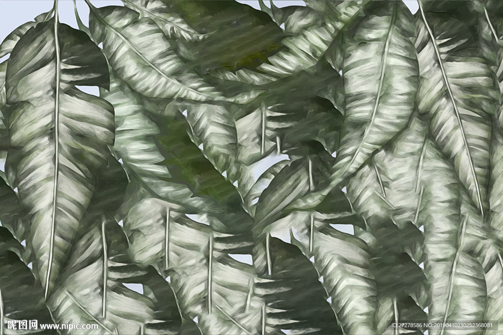 热带植物背景 芭蕉叶