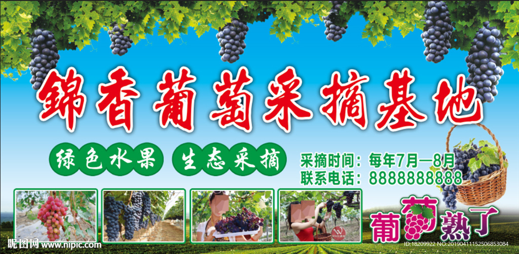 葡萄采摘基地