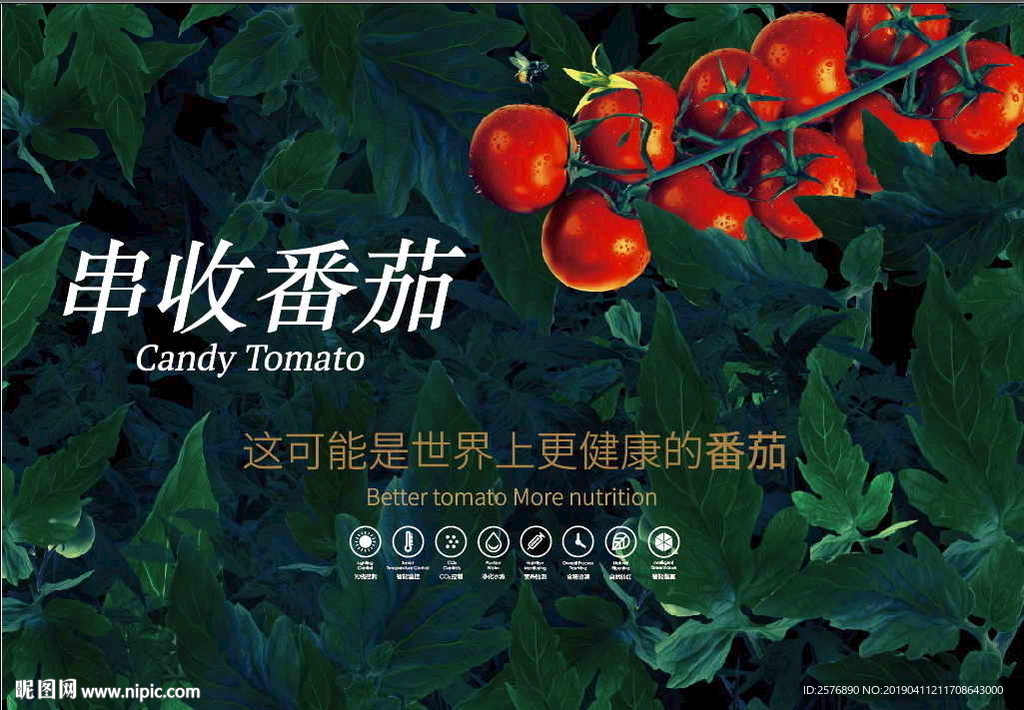 红色串枝番茄
