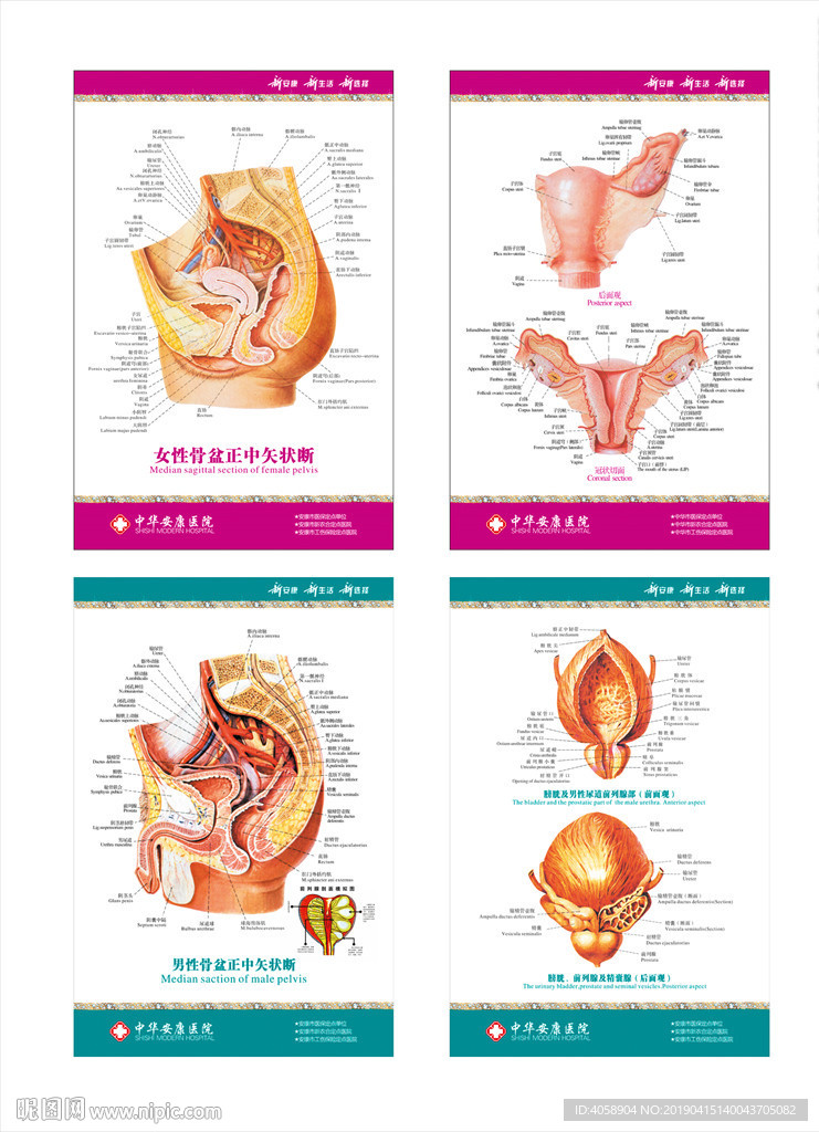 男女性盆骨正中矢状断解剖图