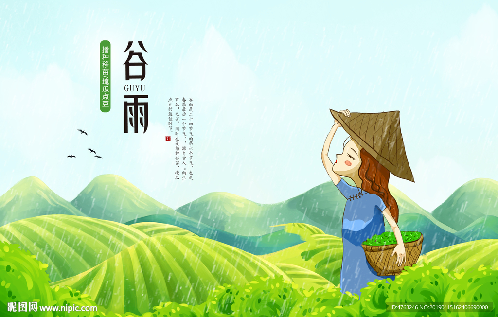 谷雨采茶