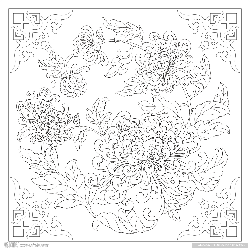 菊花白描
