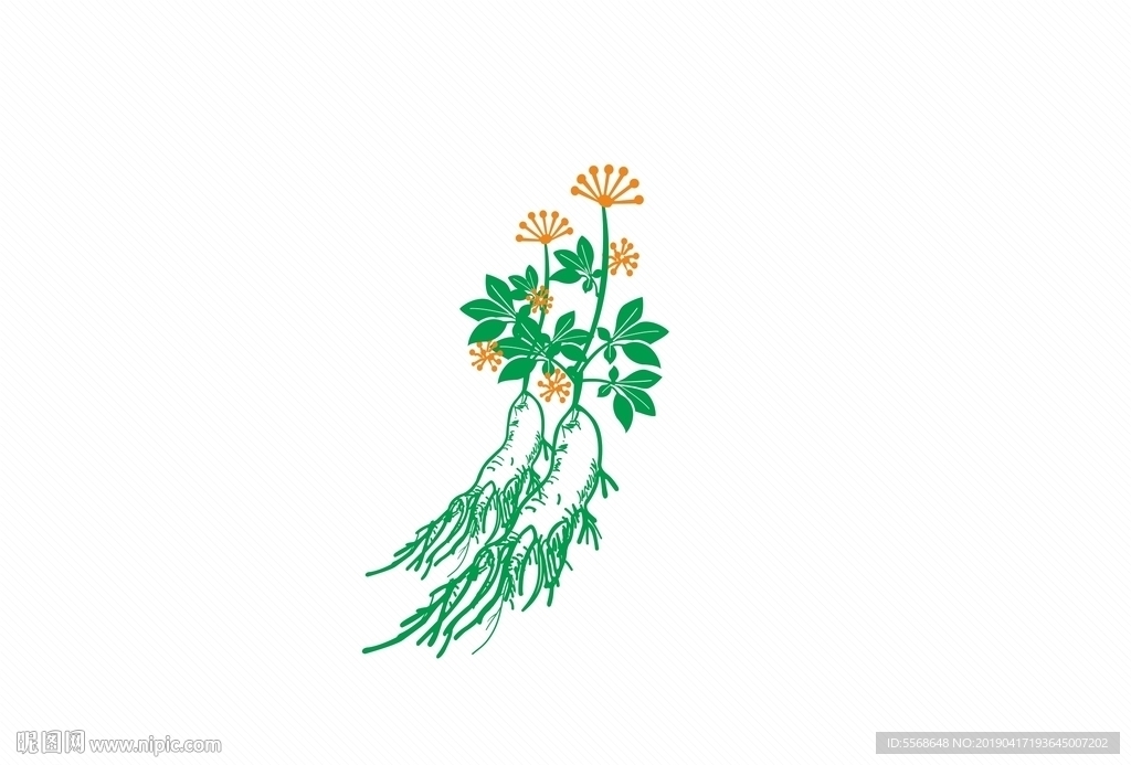 人参插画