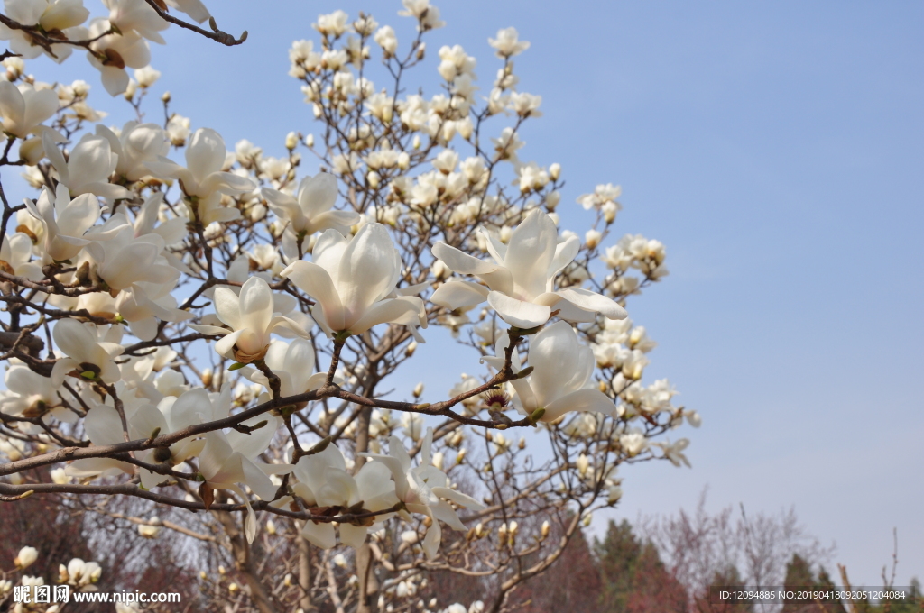 春天的花  白玉兰（2）