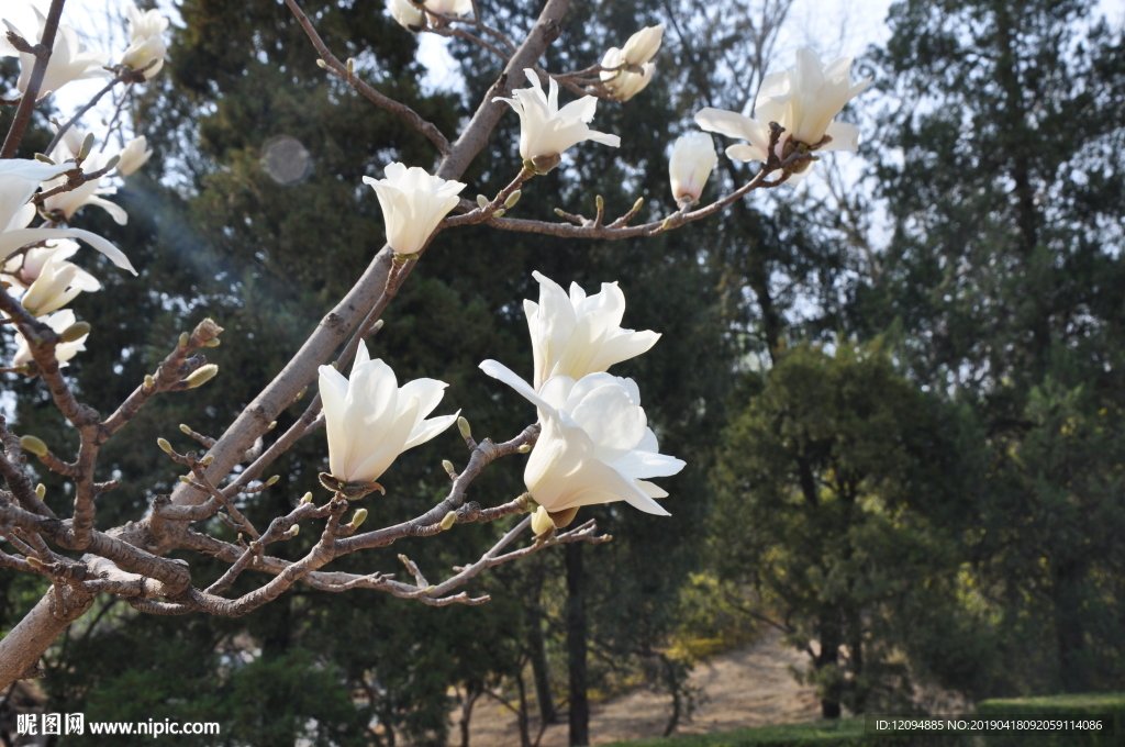 春天的花  白玉兰