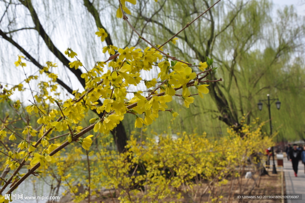 春天的花  迎春花