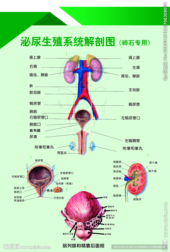 胸泌外科 泌尿生殖系统 解剖图