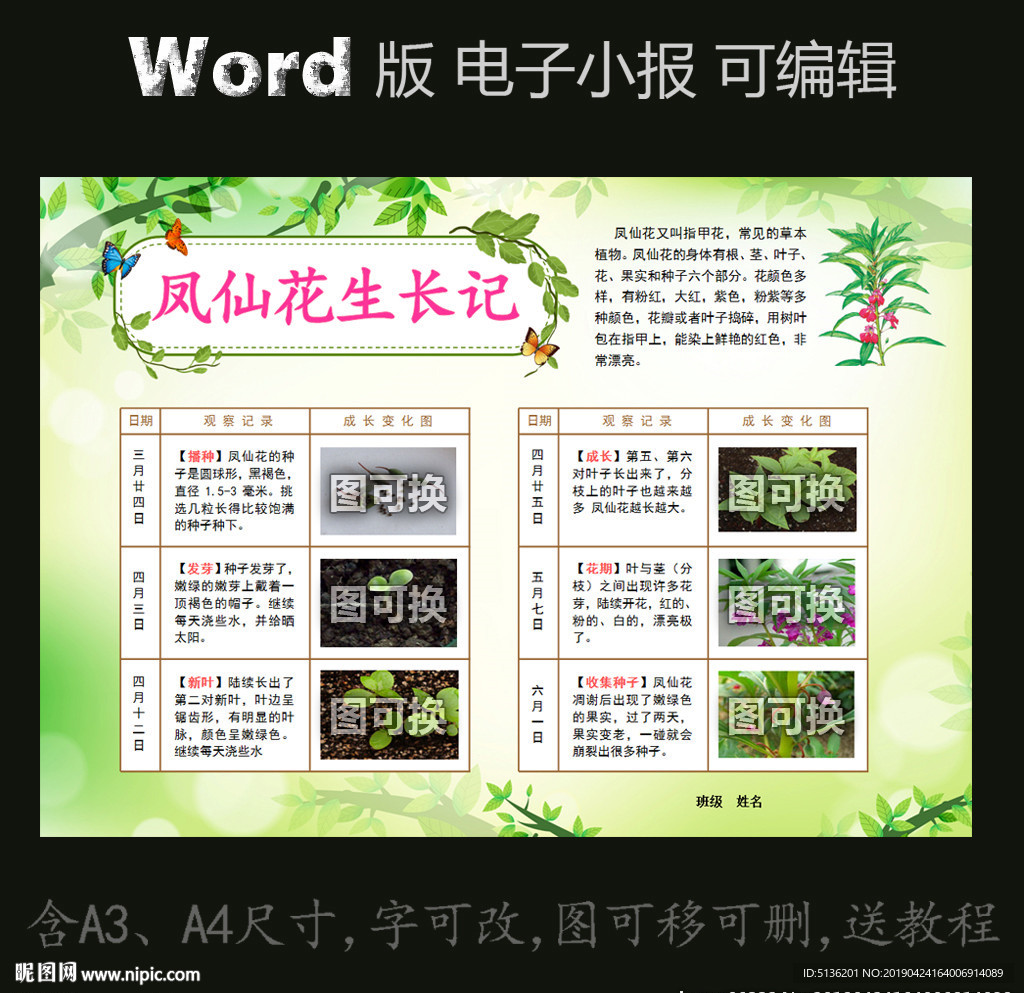 word版植物电子小报凤仙花
