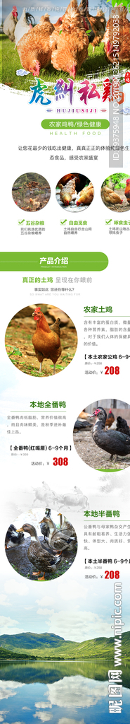 虎纠私鸡店铺