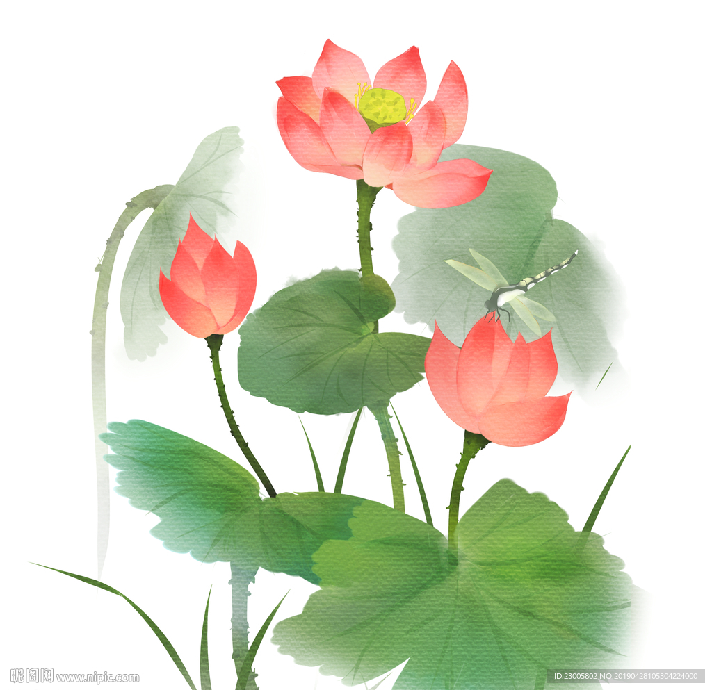 手绘荷花素材