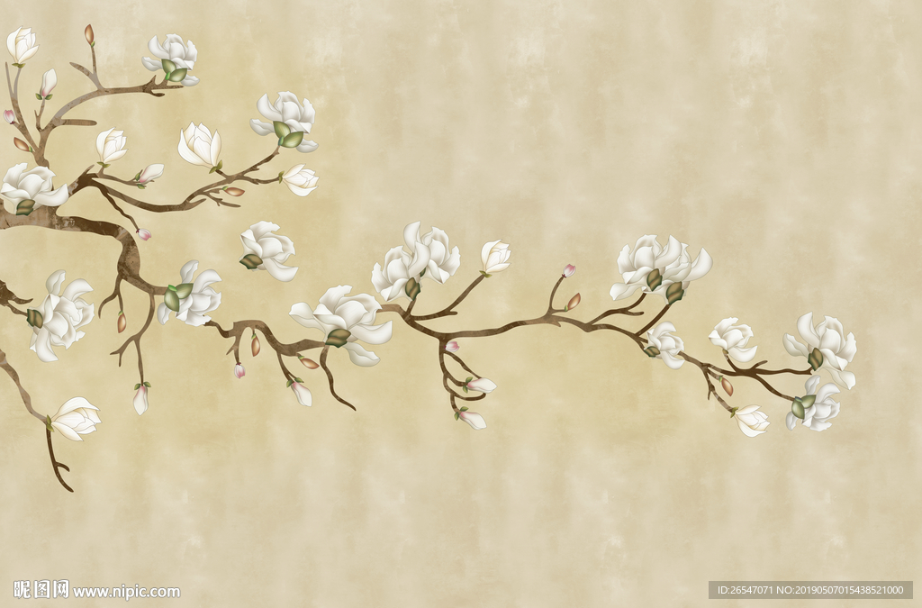 玉兰花