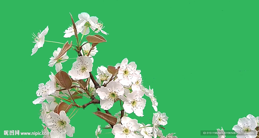 绿屏梨花素材
