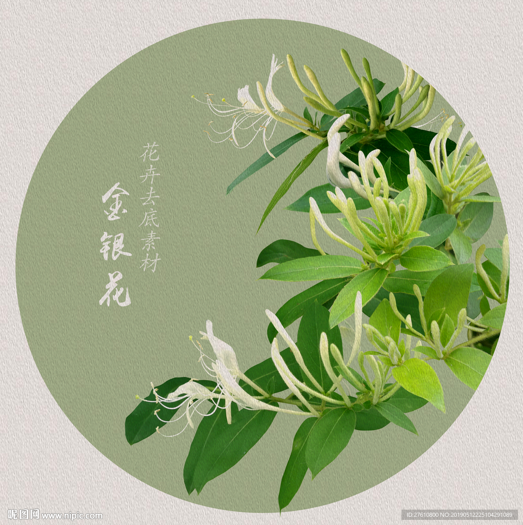 金银花